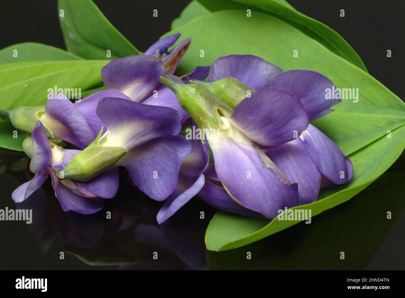 Indigolupine, Baptisia australis, Blaue Färberhülse, Australische Färberhülse oder Falscher Indigo, Färbepflanze, Heilpflanze, enthält eine Reihe von Stock Photo