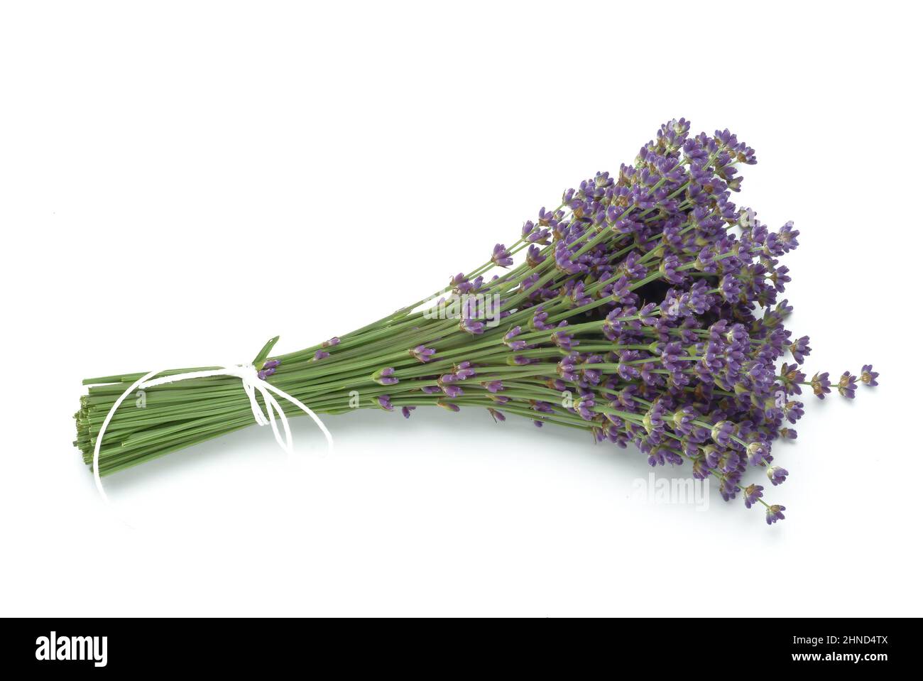 Echte Lavendel oder Schmalblättrige Lavendel, Lavandula angustifolia, Lavandula officinalis, alte Heilpflanze, die bei Unruhezuständen, Einschlafprobl Stock Photo