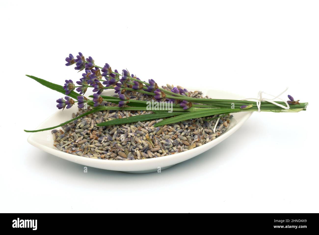 Echte Lavendel oder Schmalblättrige Lavendel, Lavandula angustifolia, Lavandula officinalis, alte Heilpflanze, die bei Unruhezuständen, Einschlafprobl Stock Photo