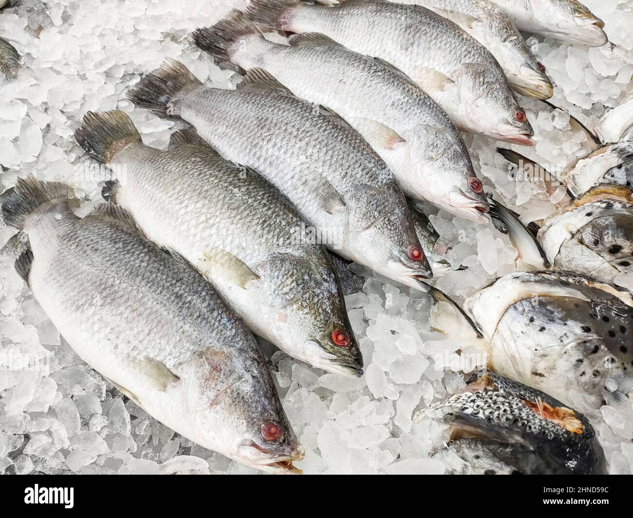 Fresh sea bass fish for sale in the market seafood restaurant, raw bass