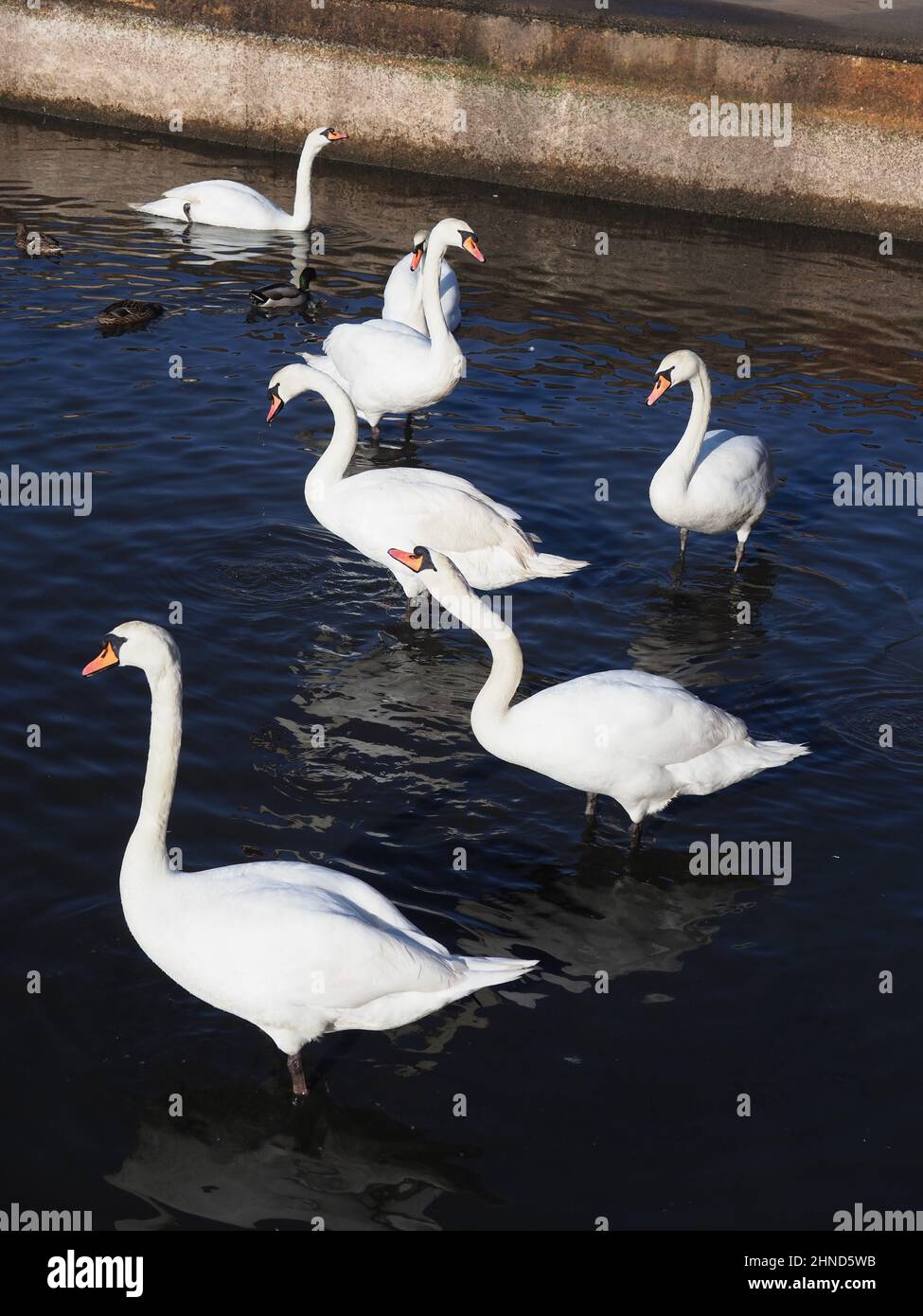 a group of swans feeding in shallow water Stock Photo Alamy