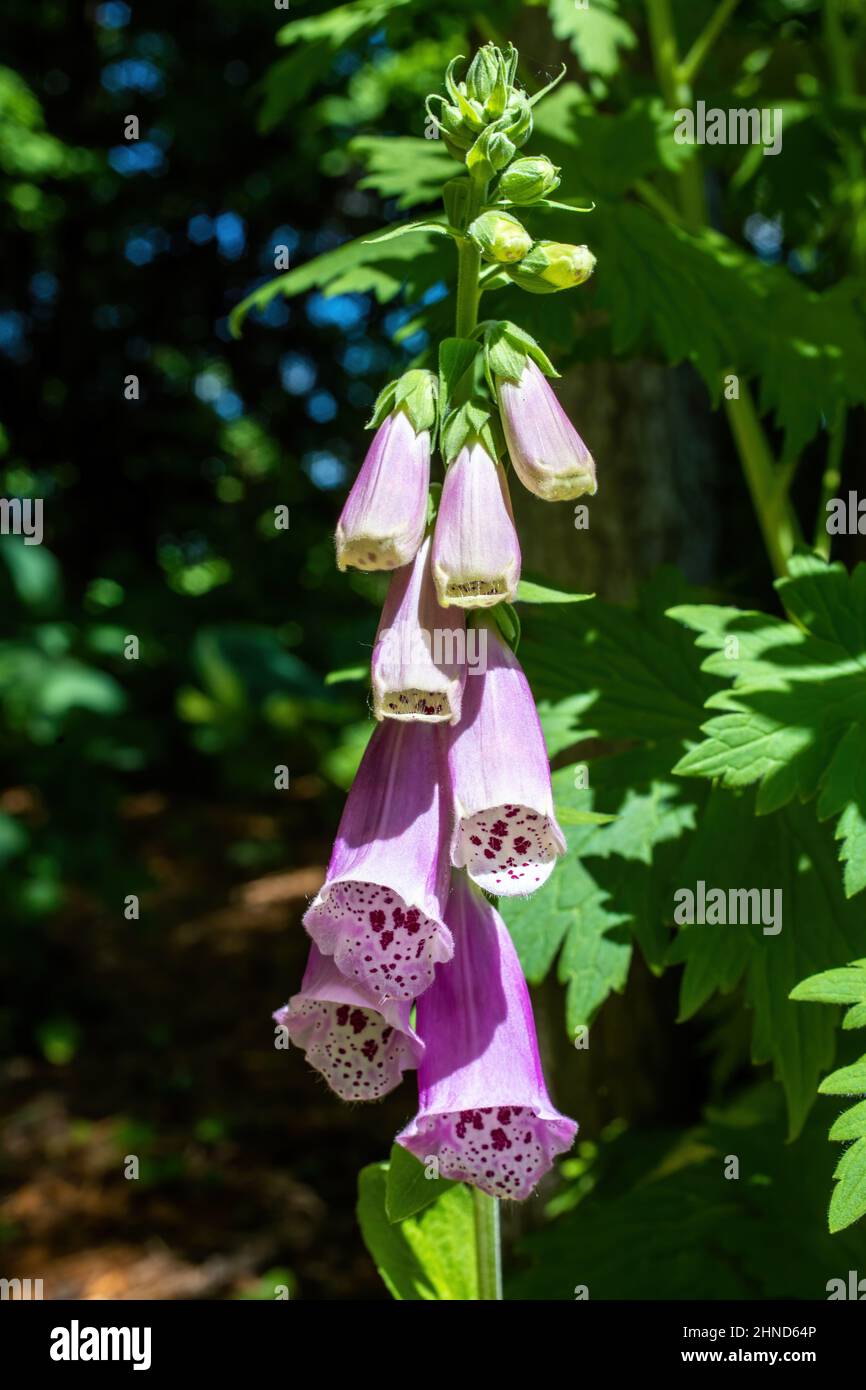 Foxglove plant in wild close hi-res stock photography and images - Alamy