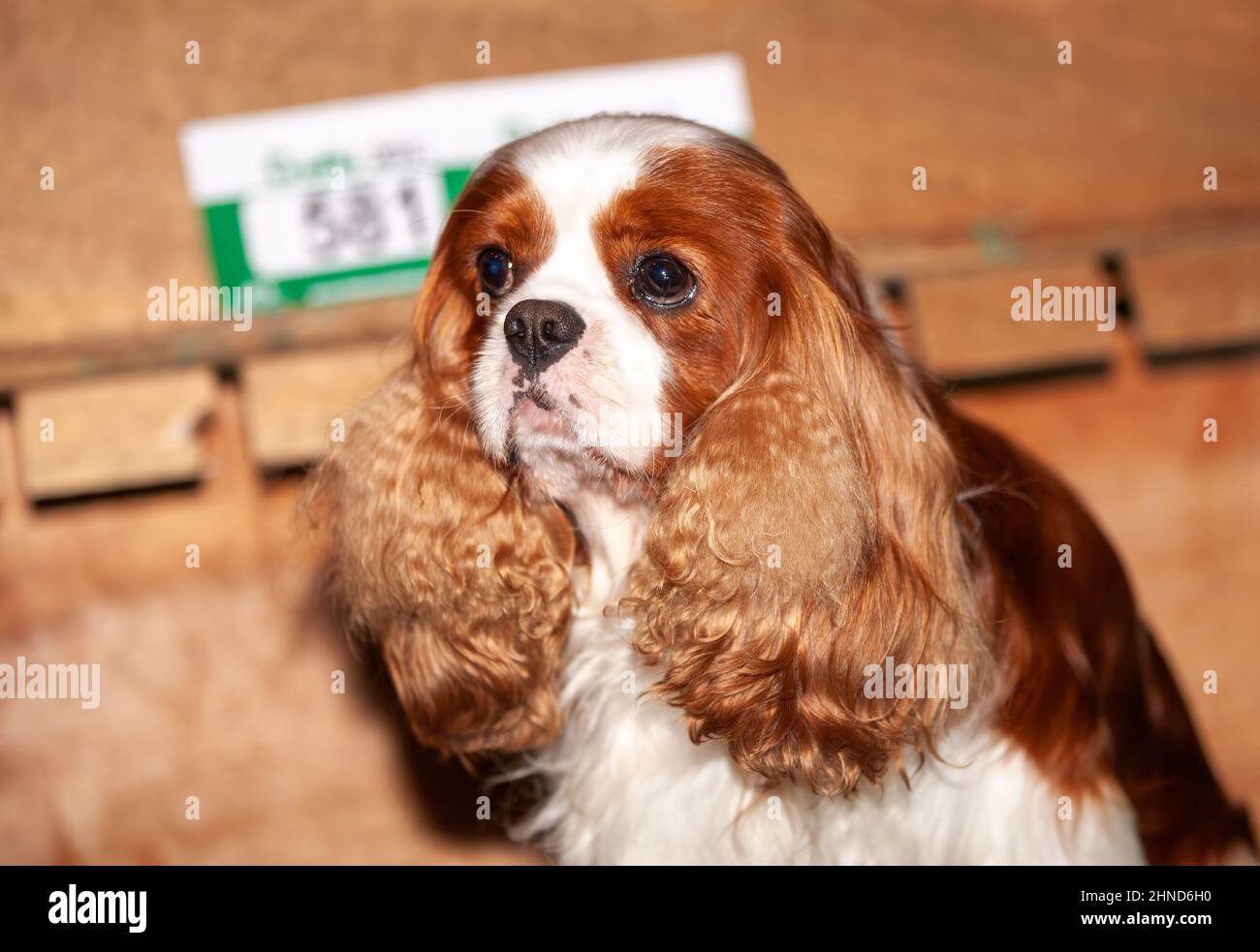 Cavalier King Charles Spaniel at Crufts dog show Stock Photo