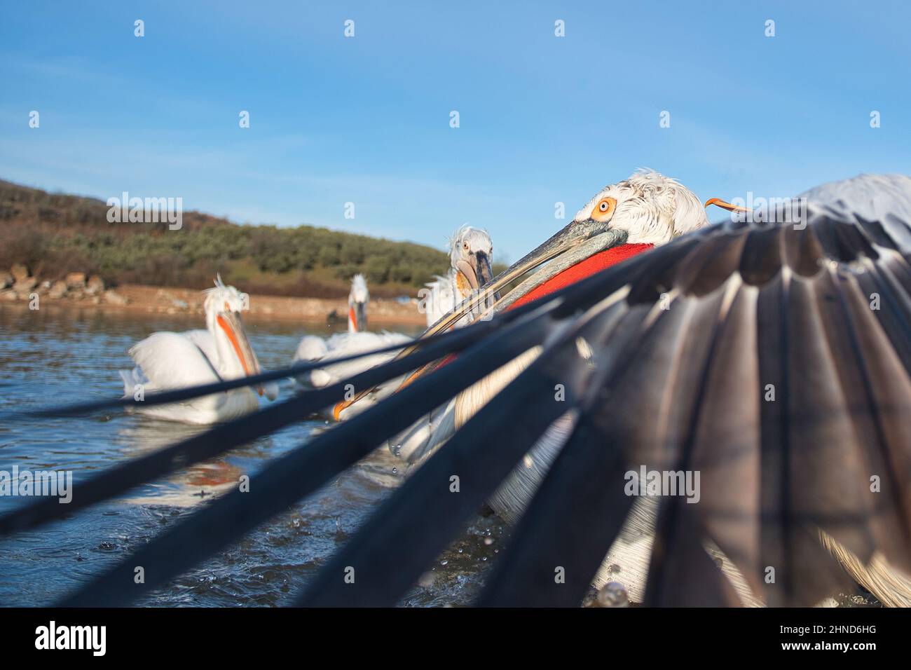 Krauskopfpelikan, Pelecanus crispus, Dalmatian pelican, Dalmatinischer Pelikan, Vogel, Bird, Wasservogel,Pelikan, Pelican, Wildlife, waterbird Stock Photo