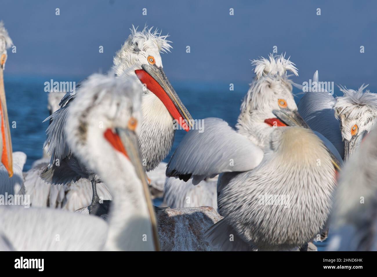 Krauskopfpelikan, Pelecanus crispus, Dalmatian pelican, Dalmatinischer Pelikan, Vogel, Bird, Wasservogel,Pelikan, Pelican, Wildlife, waterbird Stock Photo