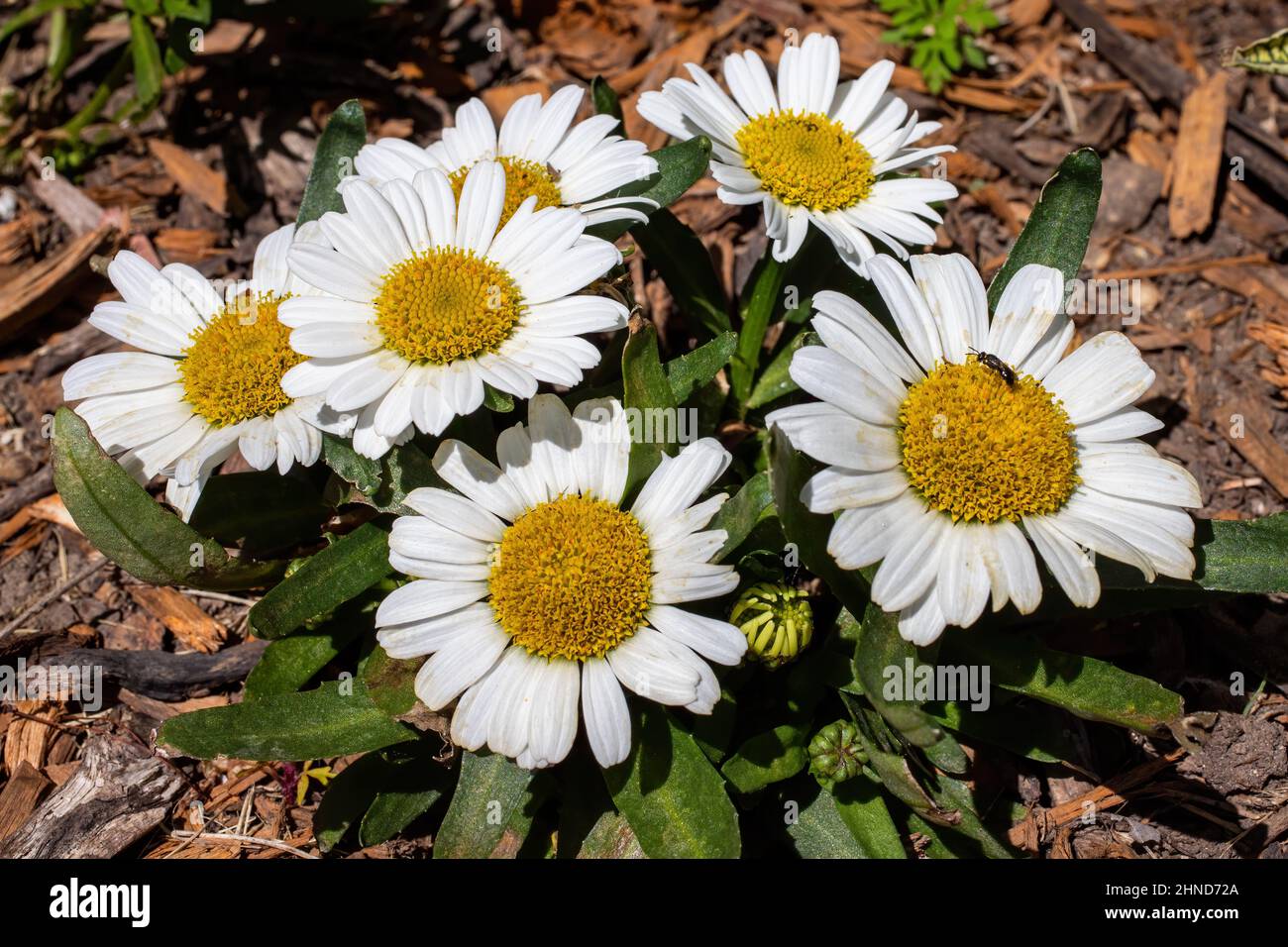 Group of six pretty daisies with a small bee on one of them in a