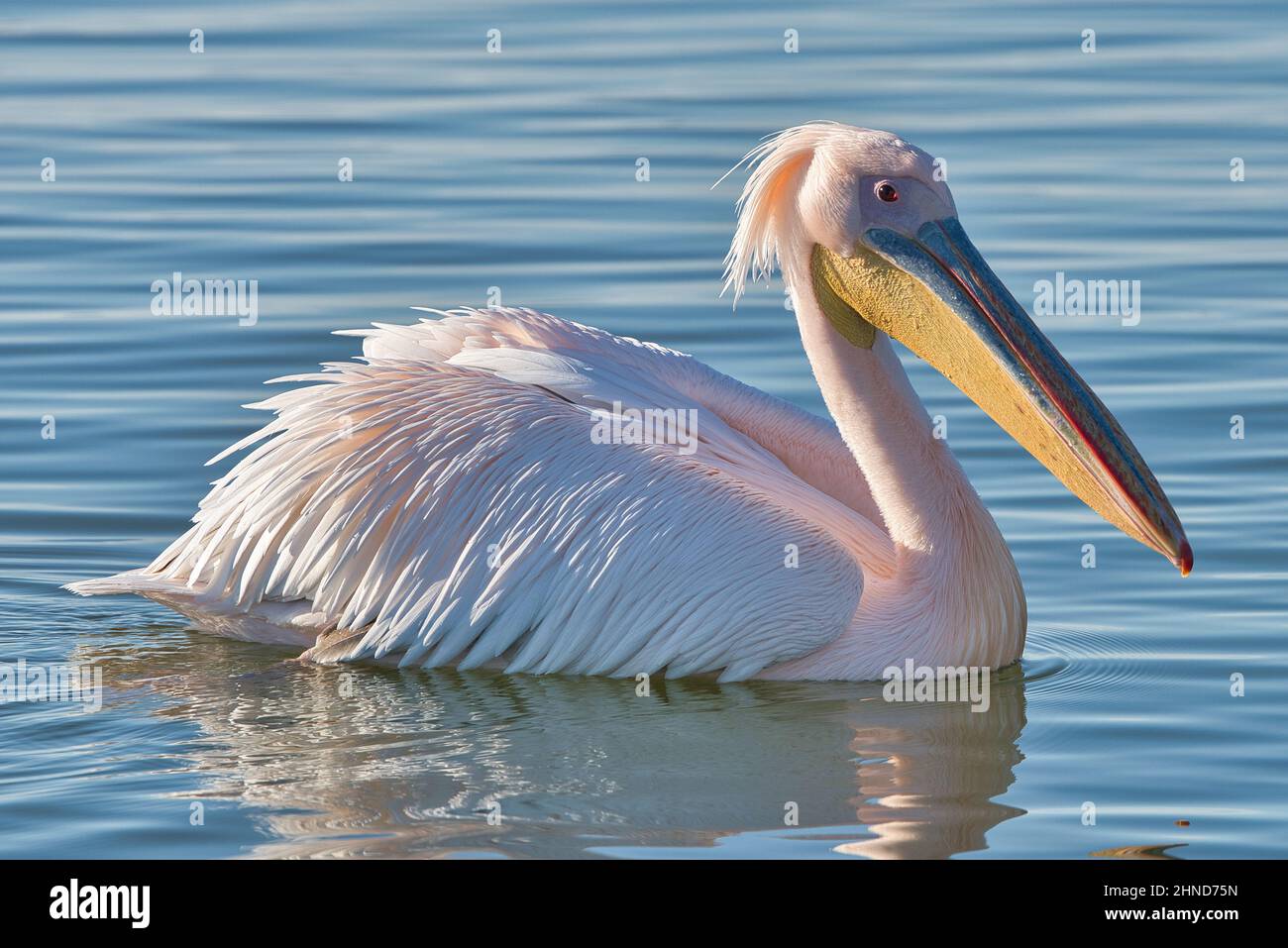 Wasservogel, waterbird, Vogel, bird, Pelikan, Pelican, grosser weisser Pelikan, great white pelican, Pelecanus onocrotalus, Ornitologie, ornithology, Stock Photo