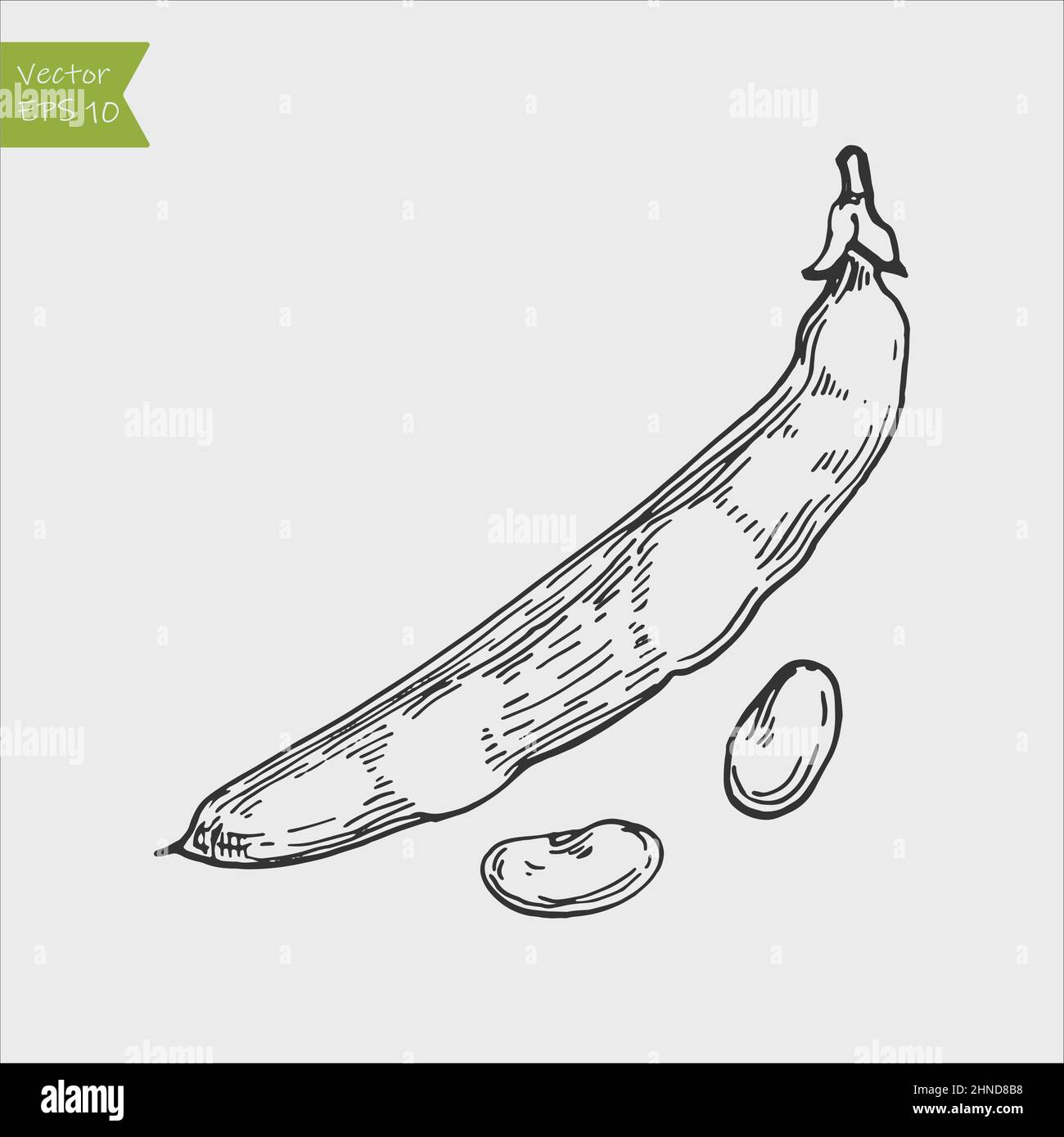 Common bean pods. Ink sketch isolated on white background. Hand drawn