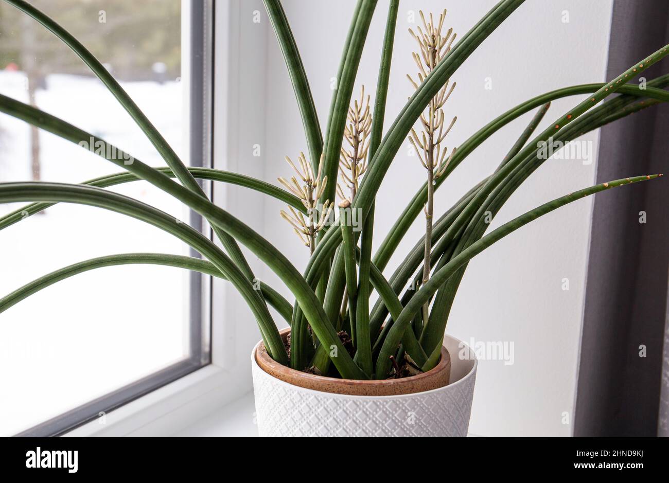 Dracaena angolensis, Sansevieria cylindrica also known as the cylindrical snake plant, African spear in full bloom on home window sill. Stock Photo