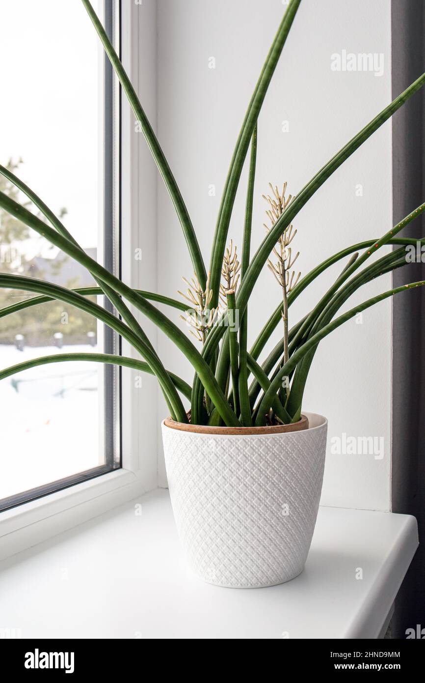 Dracaena angolensis, Sansevieria cylindrica also known as the cylindrical snake plant, African spear in full bloom on home window sill. Stock Photo