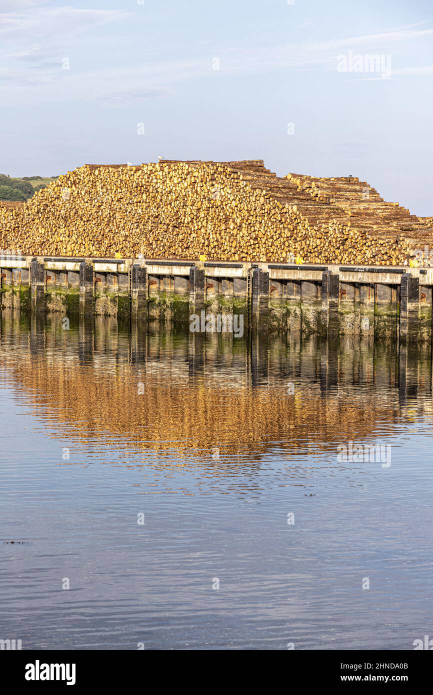 Evening light on a stack of timber logs in Campbeltown harbour on the Kintyre Peninsula, Argyll & Bute, Scotland UK Stock Photo