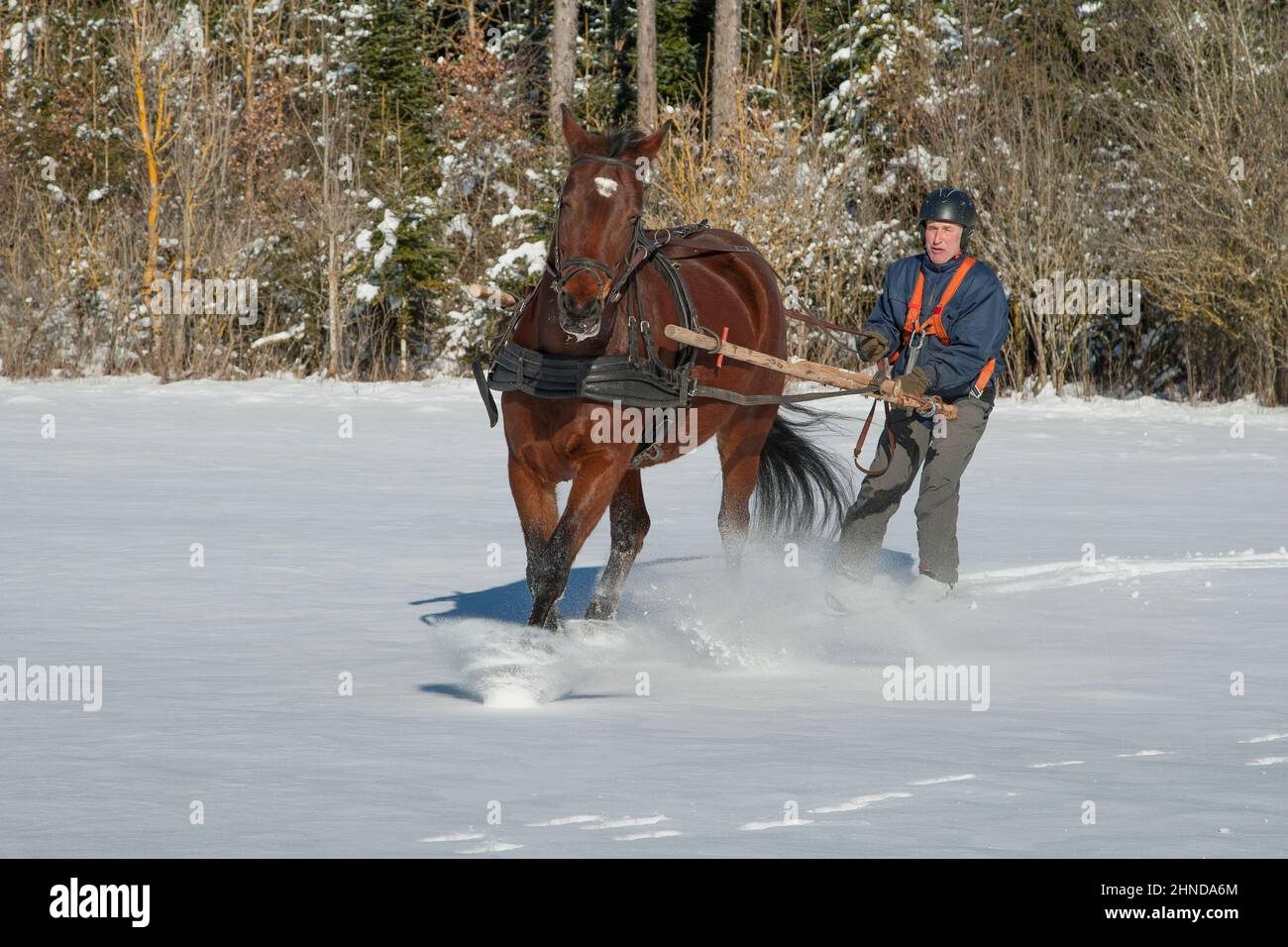 Skioring, winter sports with horse. A man stands on skis and lets himself be dragged by his horse through the winter landscape. Skijoring is a winter Stock Photo