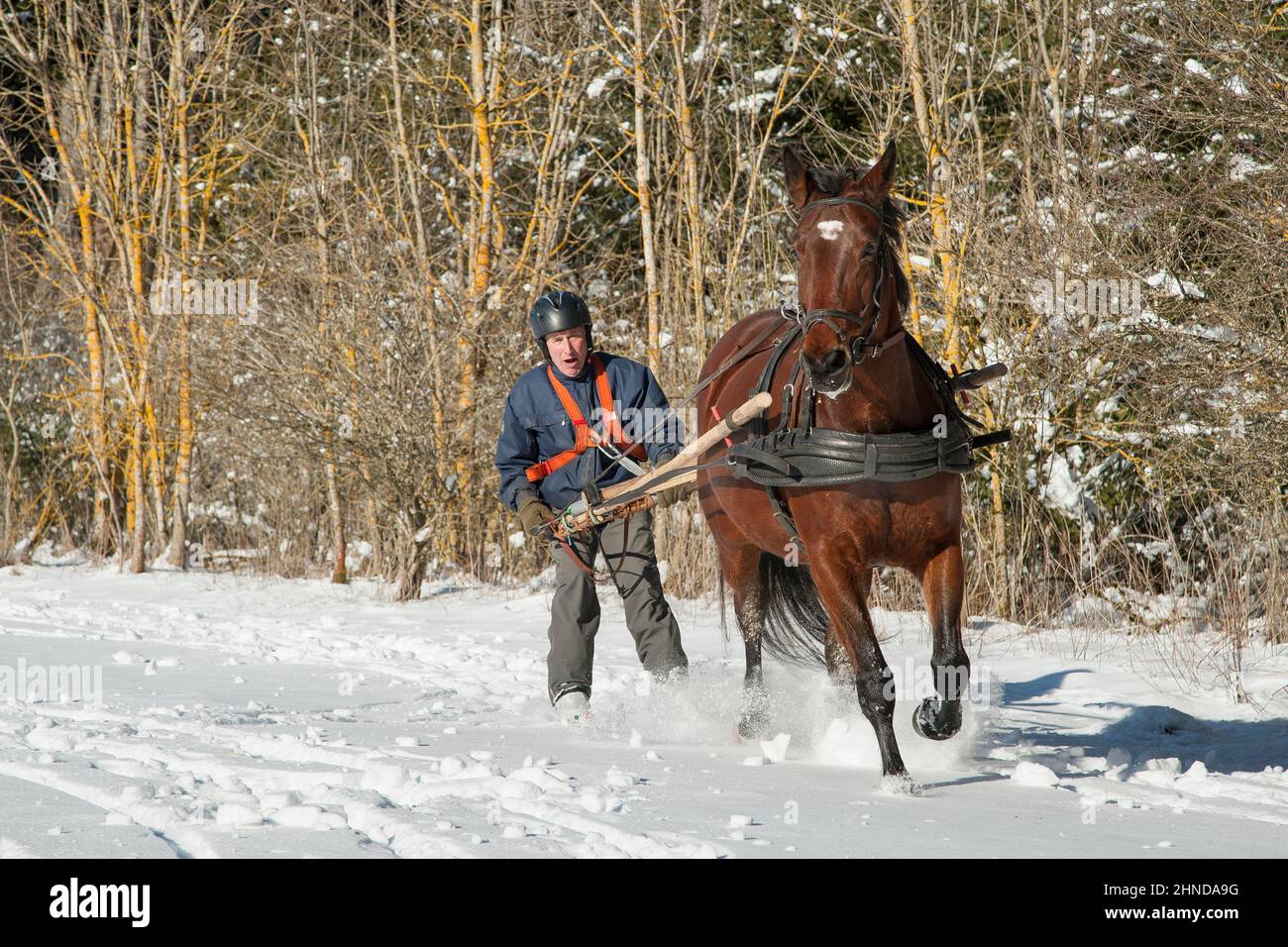 Skioring, winter sports with horse. The driver pushes his horse to make it run faster. Skijoring is a winter sport, which has its roots in Scandinavia Stock Photo