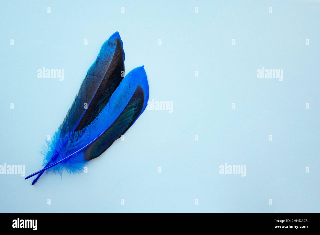 Blue feather on one color background copy space for text Stock Photo