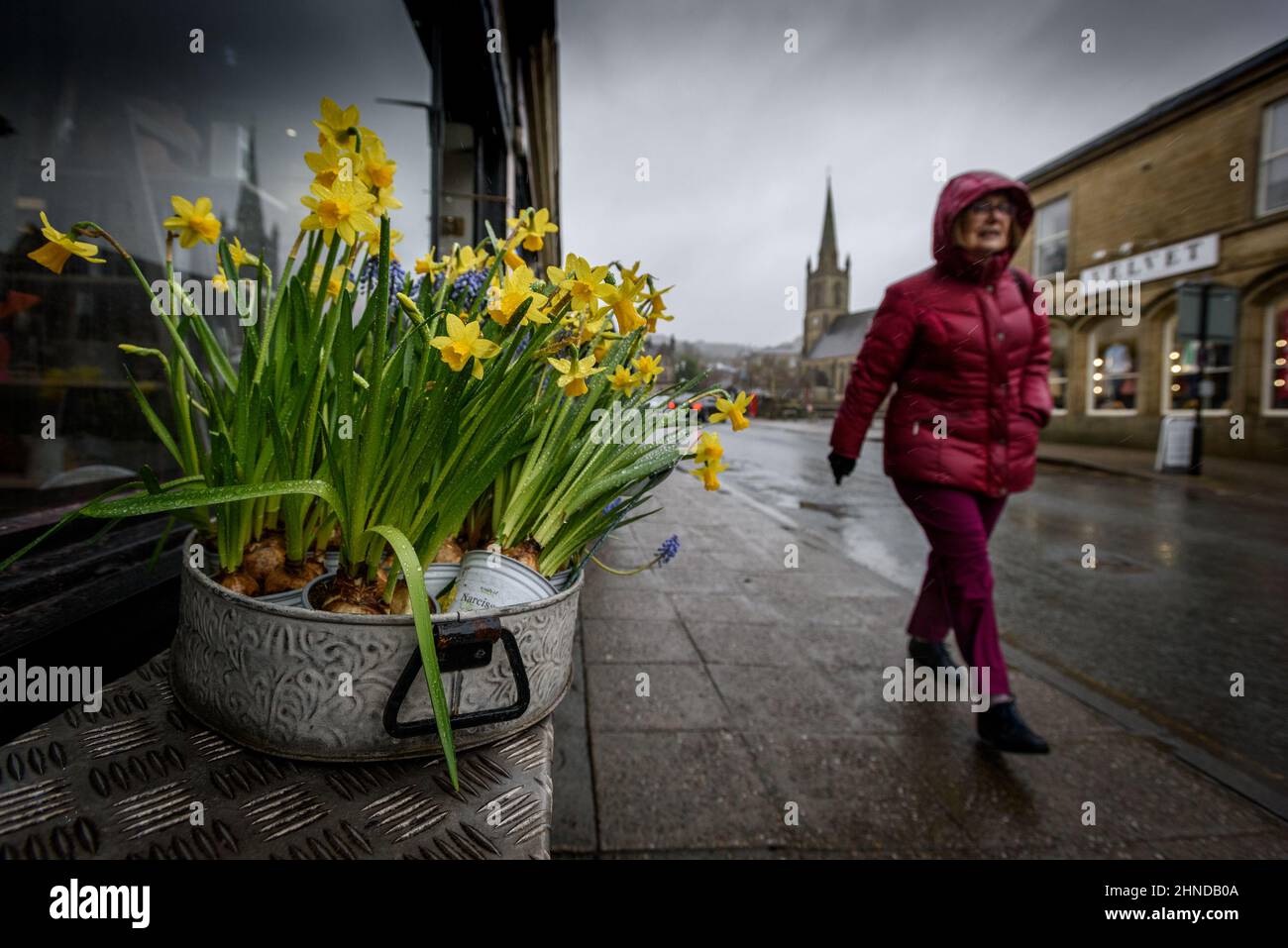 Ramsbottom, Lancashire, UK, Wednesday February 16, 2022. The start of Storm Dudley hits the North West of England on Bridge Street, Ramsbottom, Lancashire. A rain sodden shopper passes a vibrant display of daffodils outside a florist shop. Credit: Paul Heyes/Alamy News Live Stock Photo