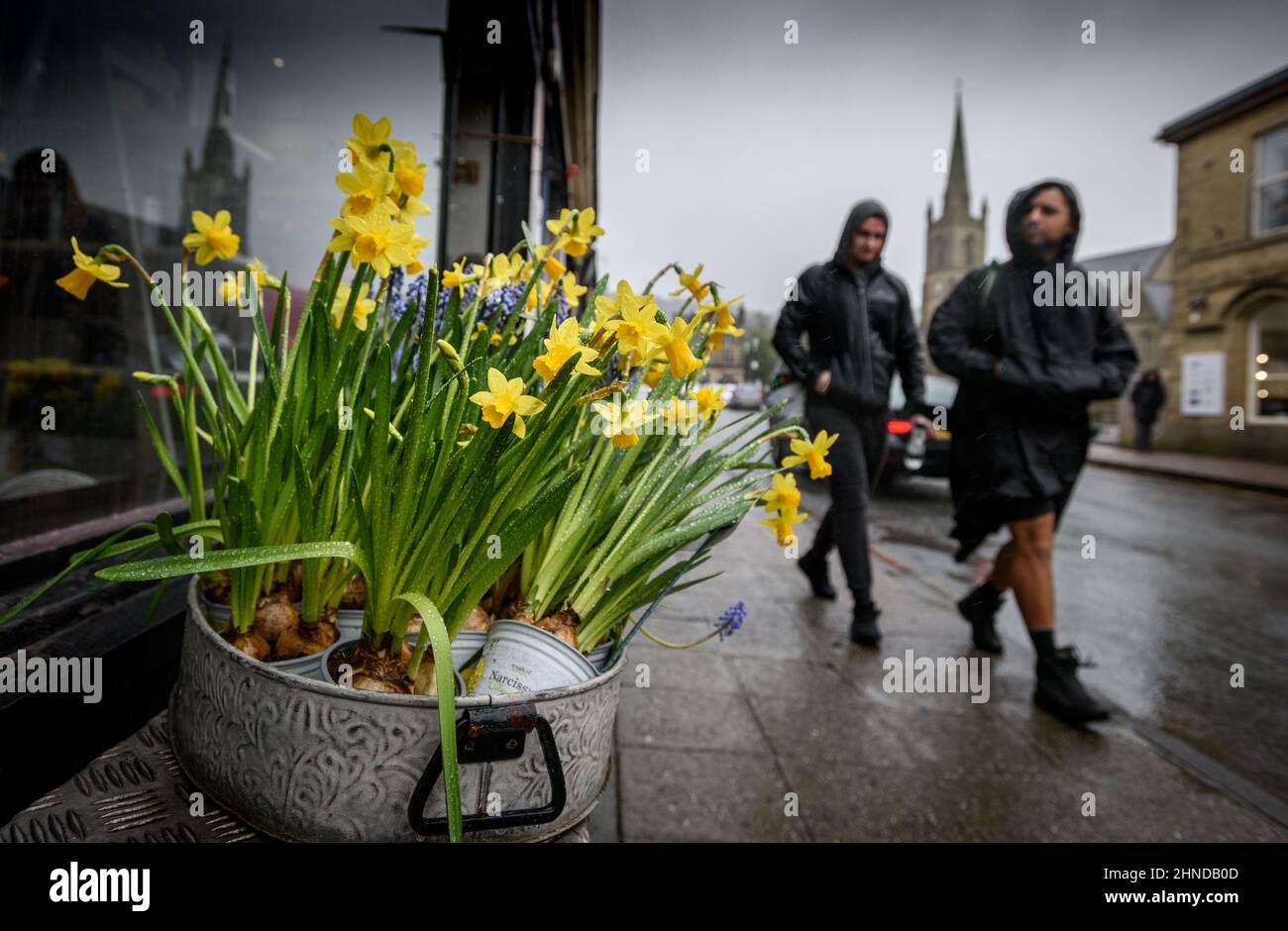 Ramsbottom, Lancashire, UK, Wednesday February 16, 2022. The start of Storm Dudley hits the North West of England on Bridge Street, Ramsbottom, Lancashire. Rain sodden shoppers pass a vibrant display of daffodils outside a florist shop. Credit: Paul Heyes/Alamy News Live Stock Photo
