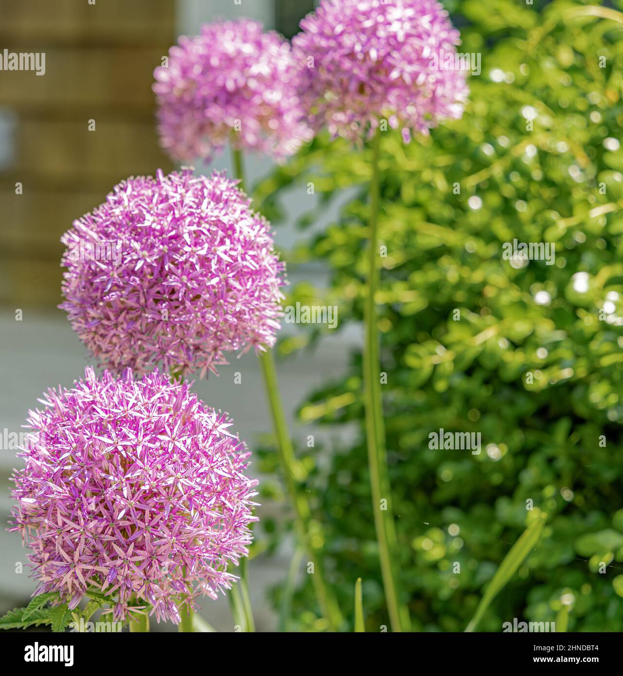 Four Gladiator Allium flowers Stock Photo