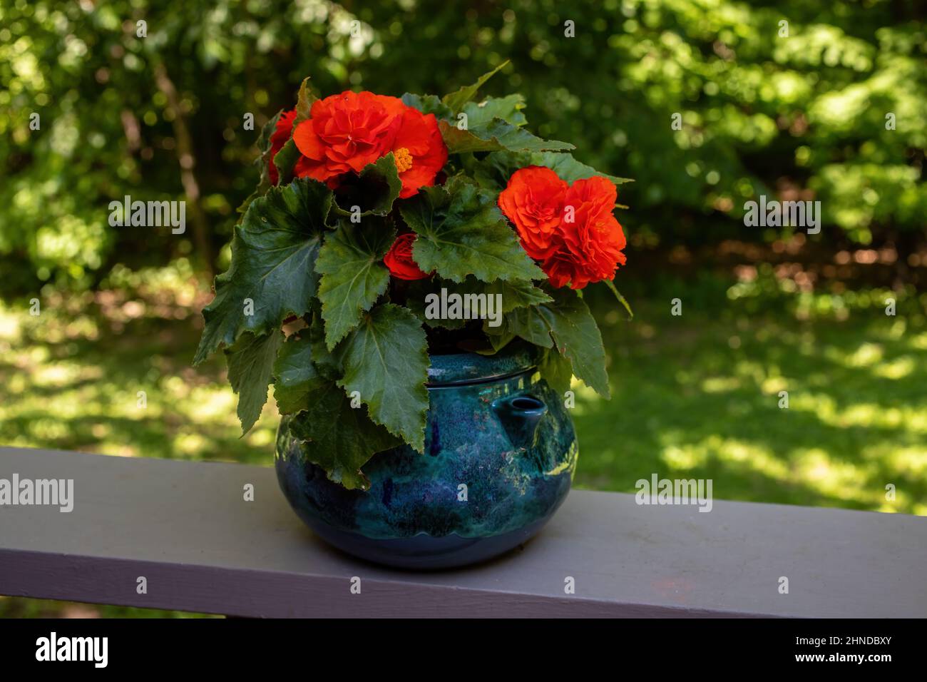 Bright orange begonia plant in a blue pot sitting on the edge of a deck. Stock Photo