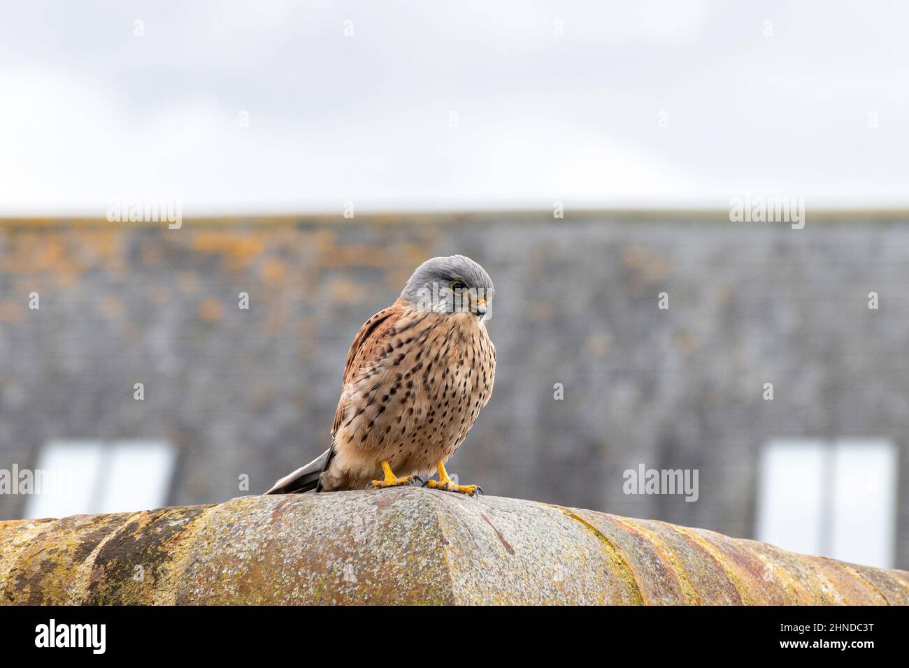 Kestrel (Falco tinnunculus), male bird perched on a wall, England, UK. Urban wildlife. Stock Photo