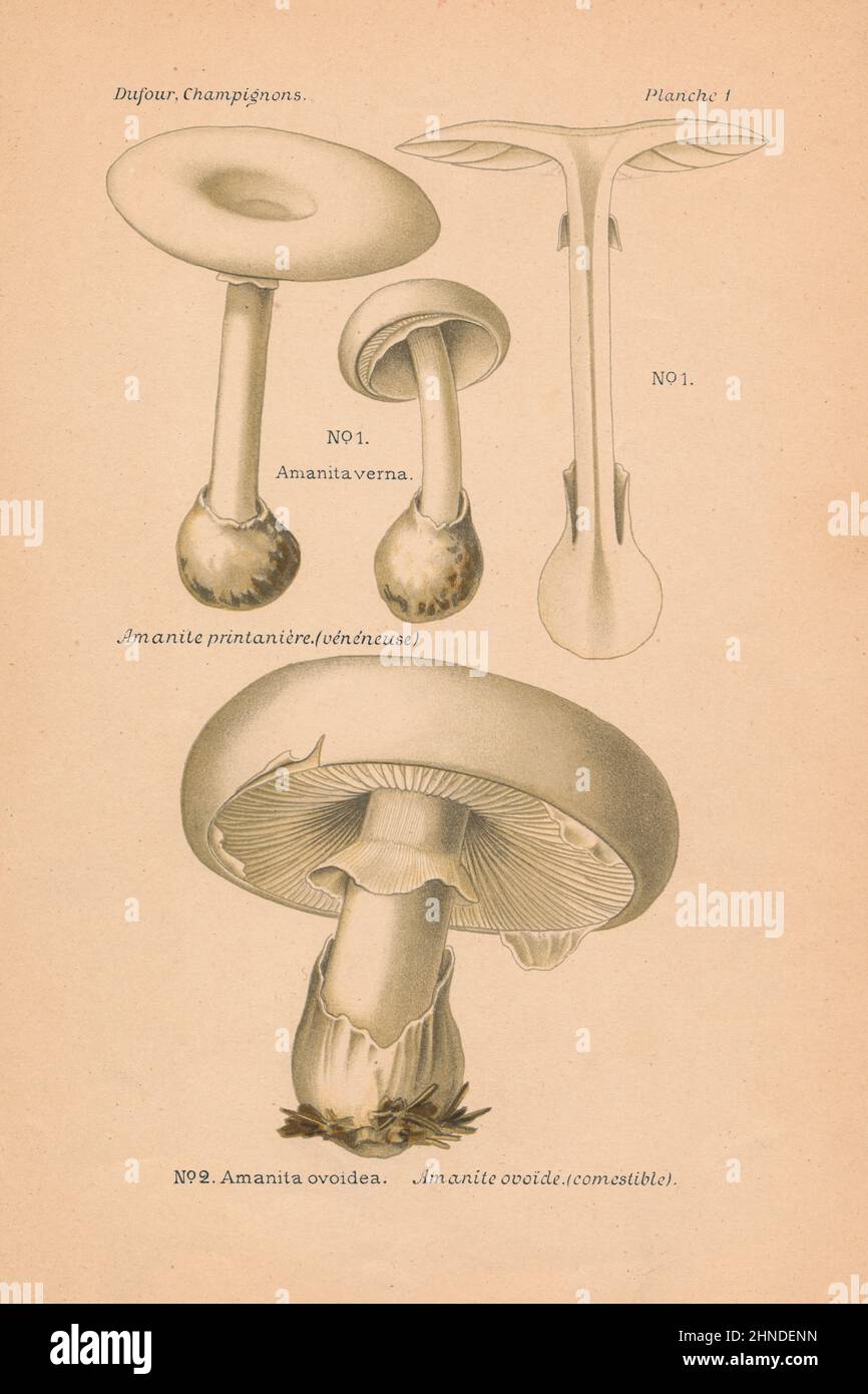 Vintage mushroom illustration of Amanita verna (Fool's Mushroom), Amanita ovoidea (European White Egg). By Leon Dufour, 1891. Stock Photo