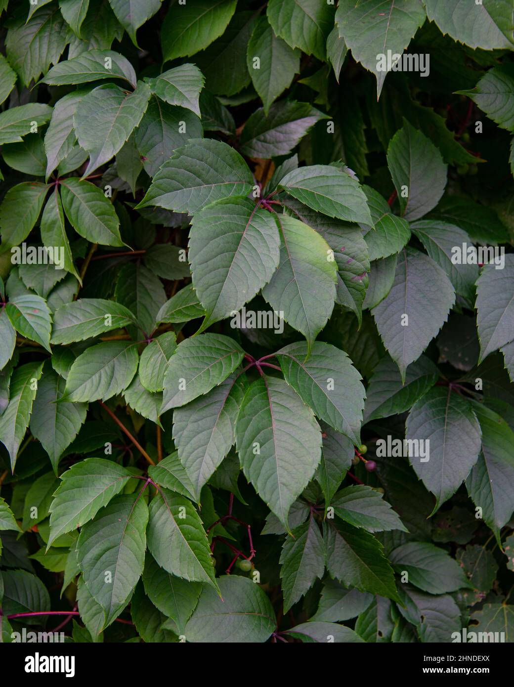 Bright green leaves garden background exotic Stock Photo - Alamy