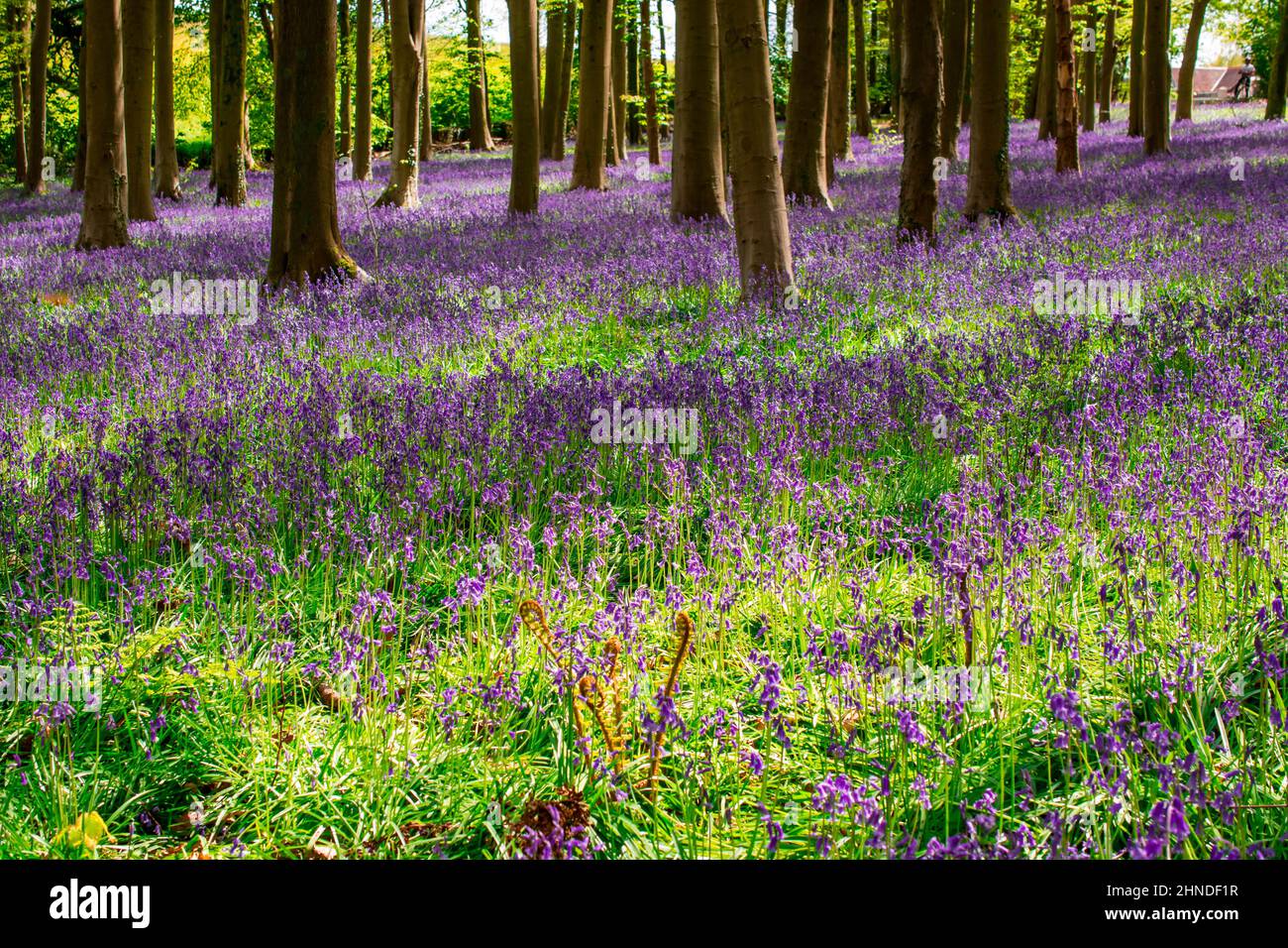 bluebells flowers carpet in forest Stock Photo