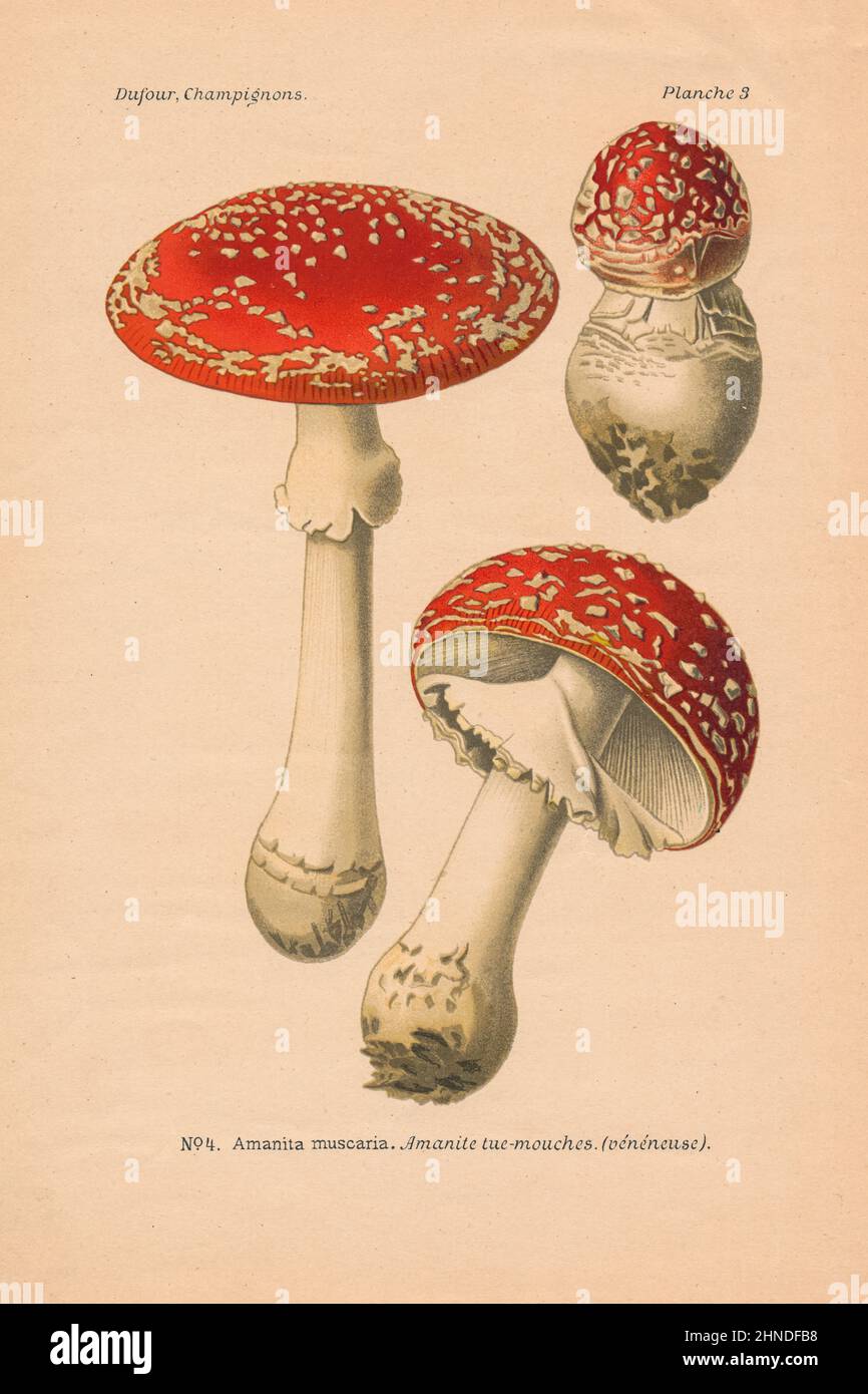 Vintage mushroom illustration of Amanita muscaria (Fly Agaric). From 'Atlas des Champignons' by Leon Dufour, 1891. Stock Photo