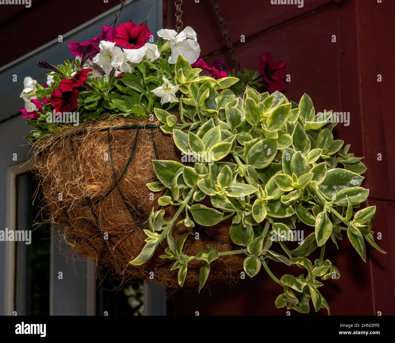 Pretty hanging basket of deep red and white petunias with trailing greenery in a summer garden. Stock Photo