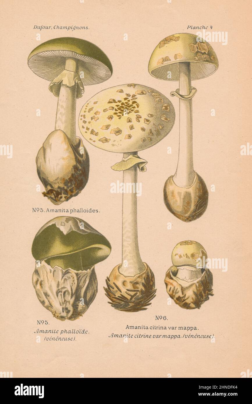 Antique mushroom engraving of Amanita phalloides (Death Cap) and Amanita citrina var. mappa (False Death Cap). By Leon Dufour, 1891. Stock Photo