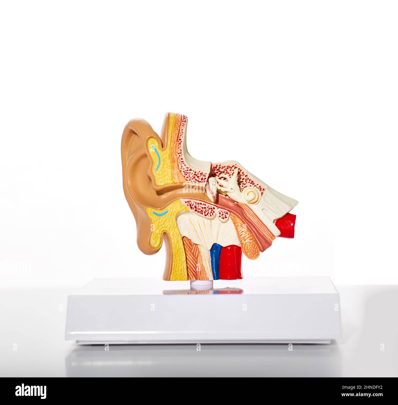 Auditory health concept. Anatomical model of human ear showing anatomy