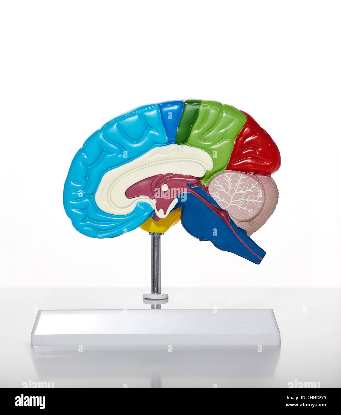 Anatomical model of human brain for medical education, close-up. Brain health concept in healthcare Stock Photo