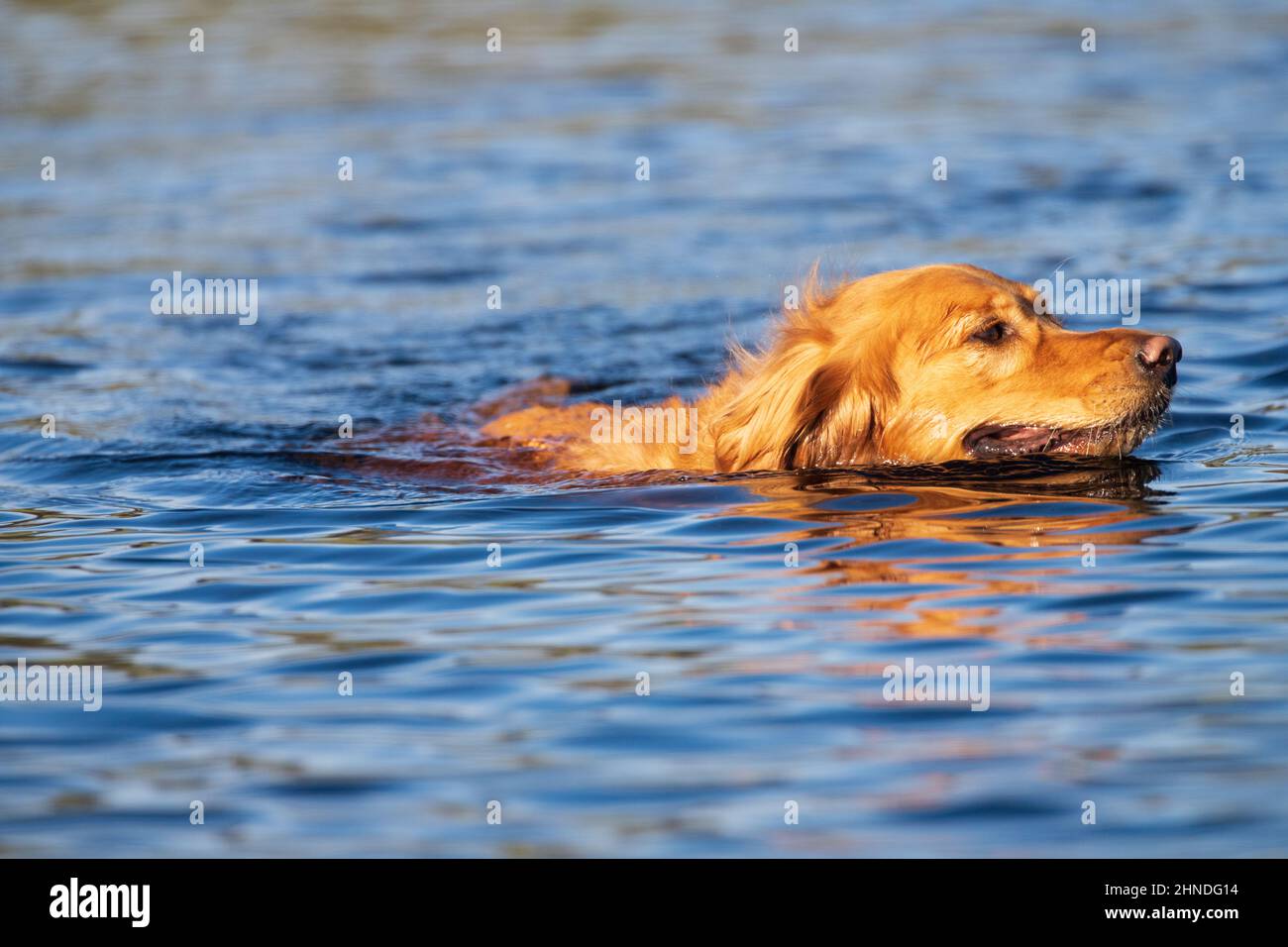 Golden Retriever swimming in a pond. Photographed in Shasta County, California, USA. Stock Photo