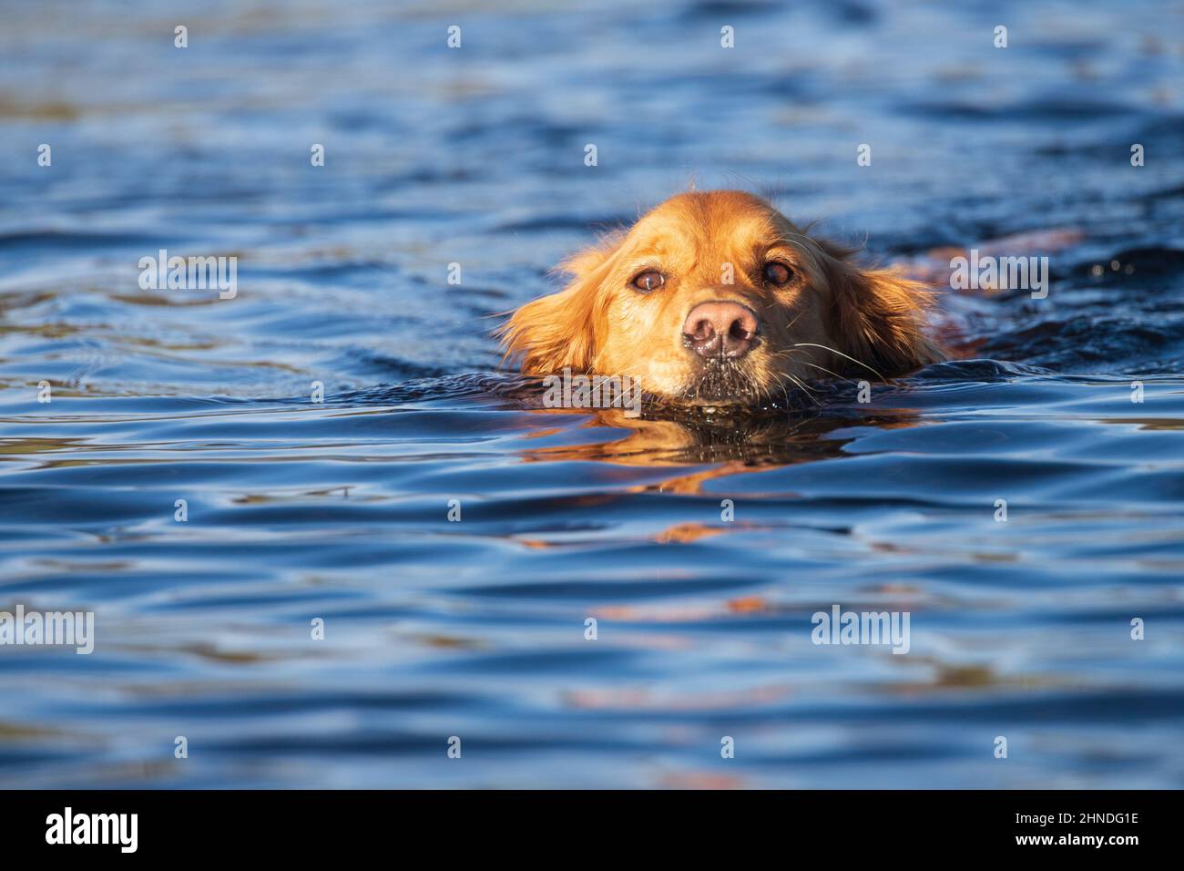 Golden Retriever swimming in a pond. Photographed in Shasta County, California, USA. Stock Photo