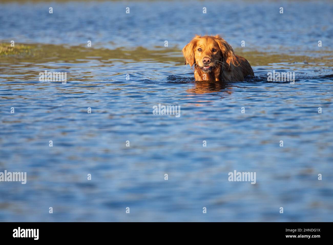 Golden Retriever wading in a pond looking at camera.  Photographed in Shasta County, California, USA. Stock Photo