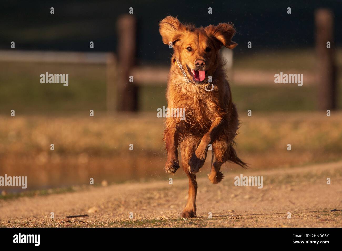 Golden Retriever running toward camera on shore of pond with whimsical, funny look on its face and tongue out. Stock Photo