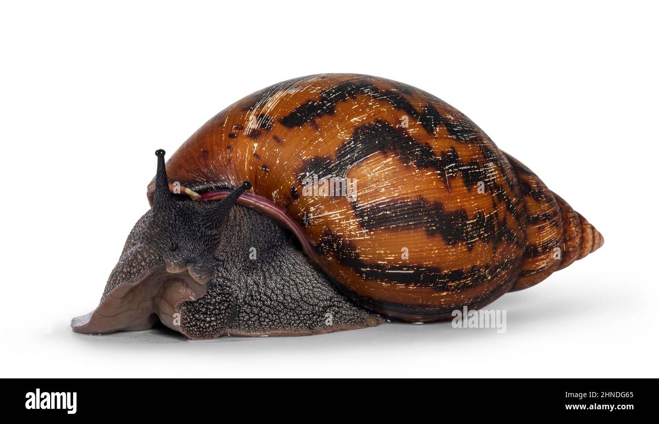 Adult size frican Giant Ghanese snail aka Giant African snail, Giant tiger land snail or Achatina Achatina , moving side ways. Looking towards camera. Stock Photo