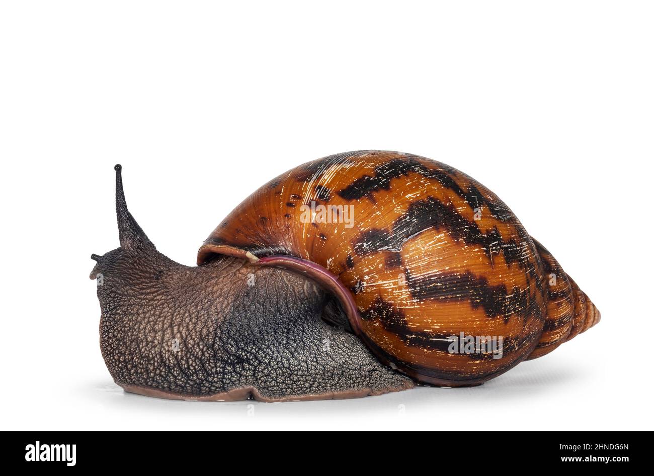Adult size frican Giant Ghanese snail aka Giant African snail, Giant tiger land snail or Achatina Achatina , moving side ways. isolated on a white bac Stock Photo
