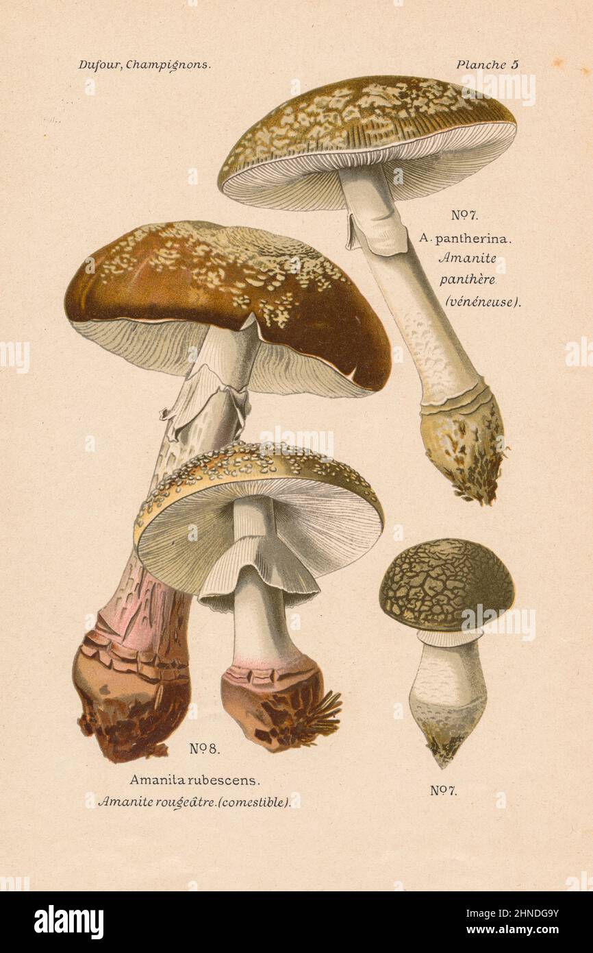 Vintage mushroom illustration of Amanita pantherina (Panther Cap) and Amanita rubescens (Blusher). By Leon Dufour, 1891. Stock Photo