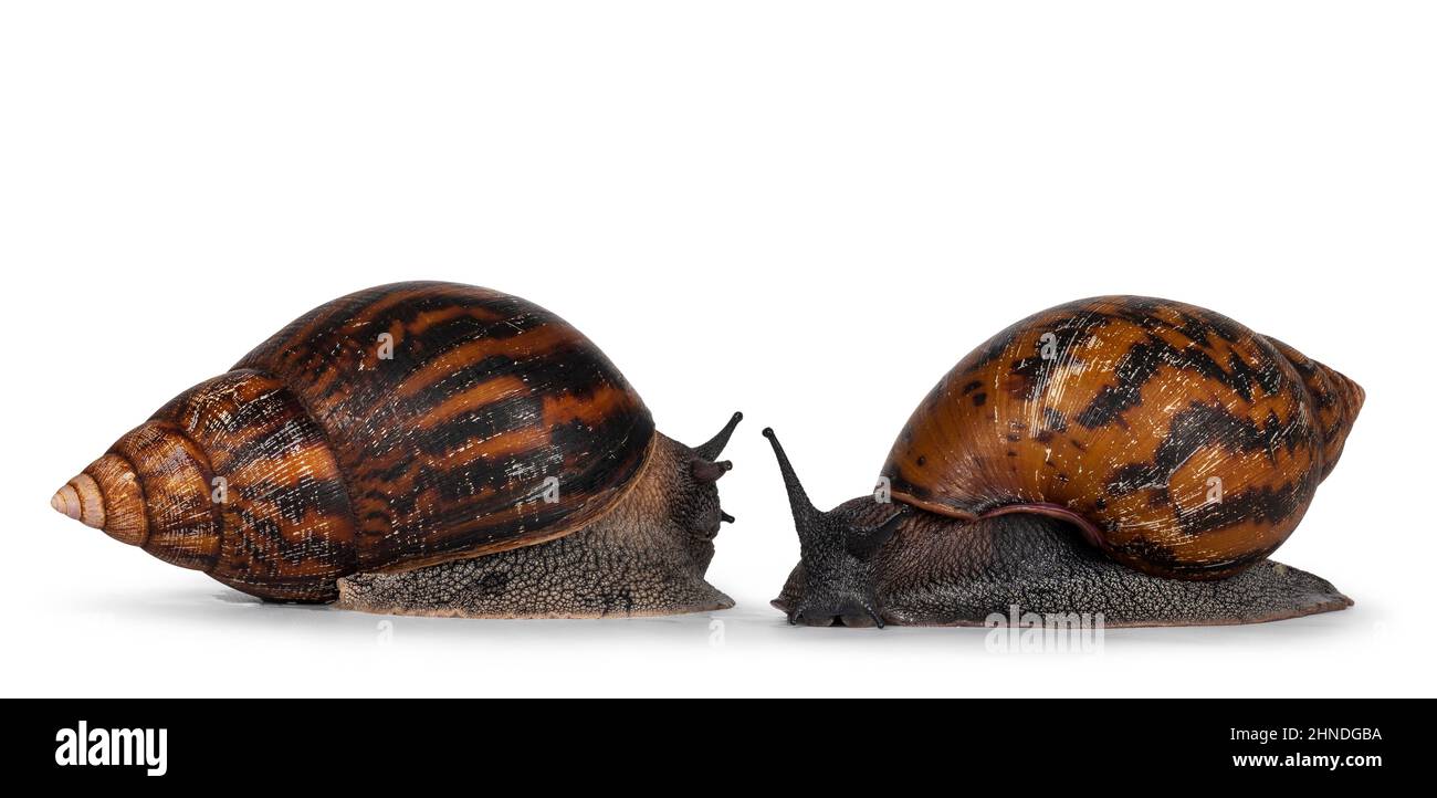 Two adult size frican Giant Ghanese snail aka Giant African snail, Giant tiger land snail or Achatina Achatina , moving towards camera. isolated on a Stock Photo