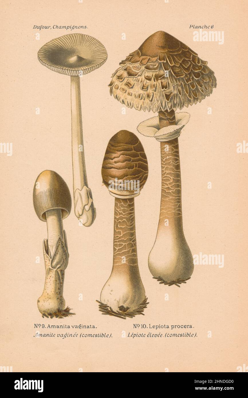 Antique mushroom engraving of Amanita vaginata (Grisette) and Lepiota procera (Parasol Mushroom). By Leon Dufour, 1891. Stock Photo