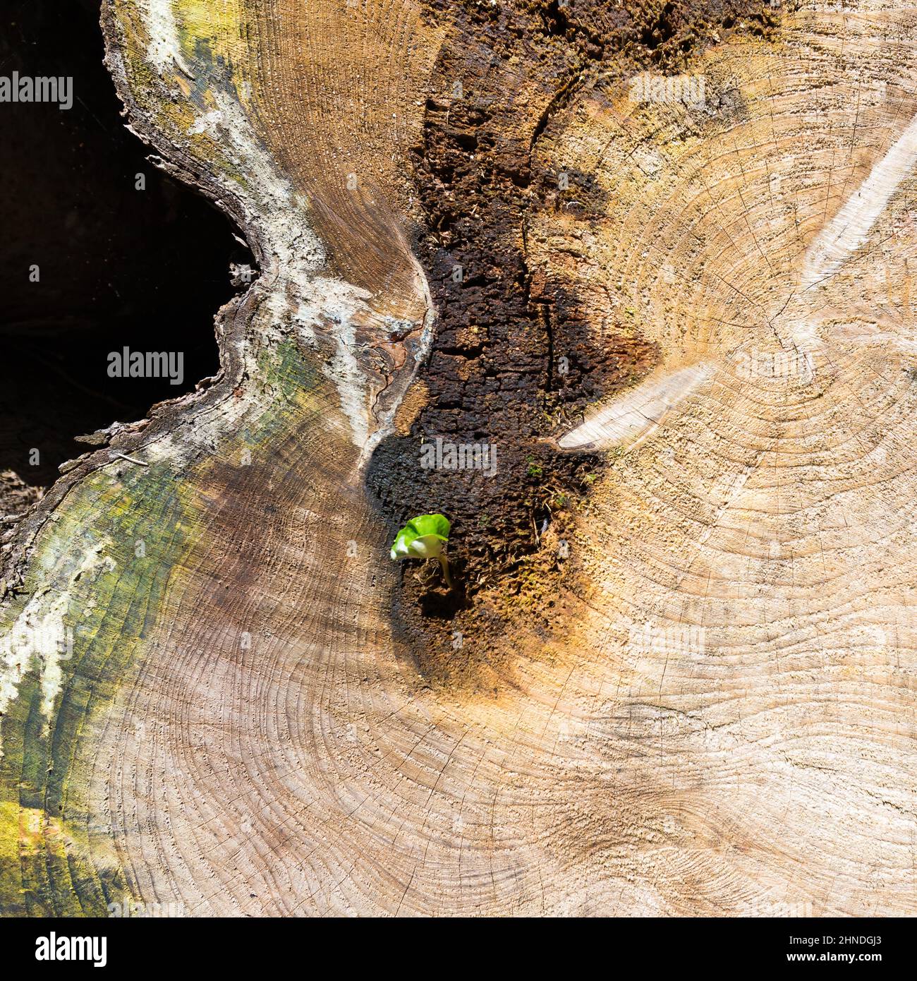 Black field maple tree illustration hi-res stock photography and images ...