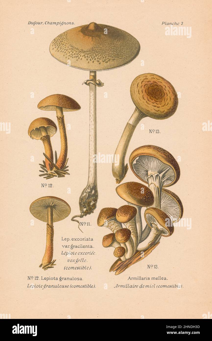 Vintage mushroom illustration of Lepiota excoriata, Lepiota granulosa, Armillaria mellea (Honey Fungus). By Leon Dufour, 1891. Stock Photo