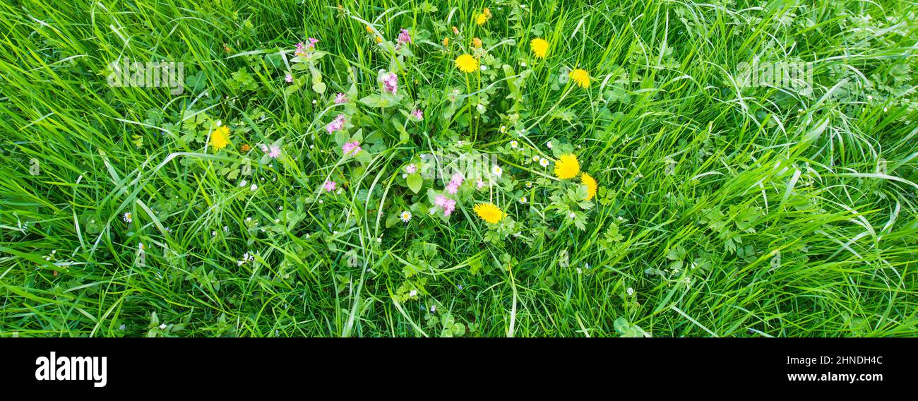 Emerald green grass hi-res stock photography and images - Alamy