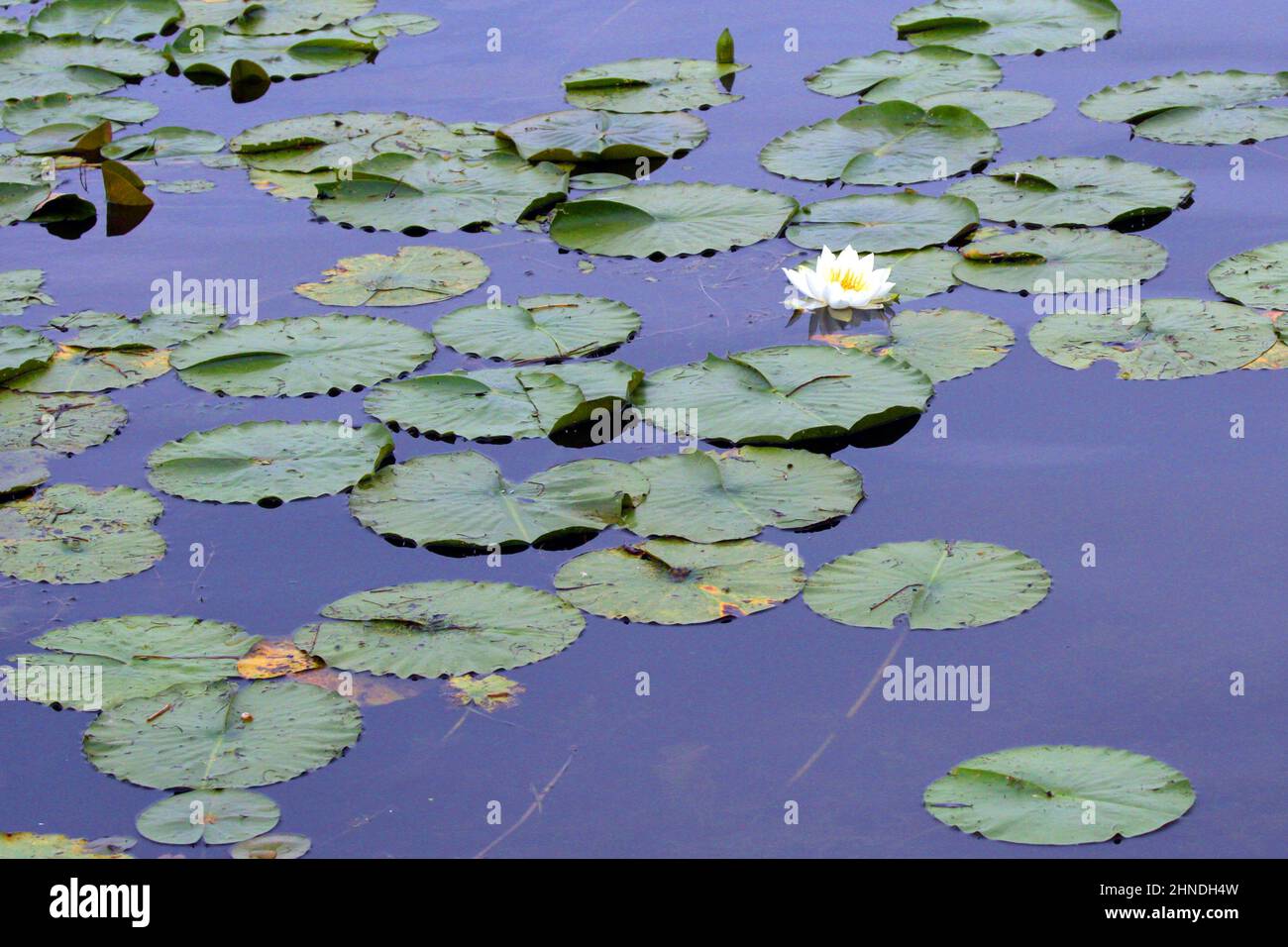 Water lilies and lily pads on White Bear Lake in White Bear Lake, Minnesota USA. Stock Photo