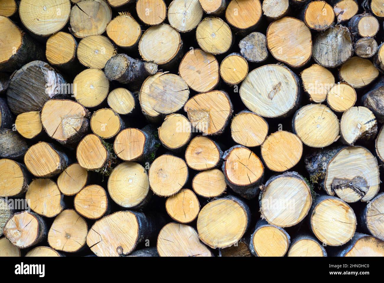 Logs Stock Photo