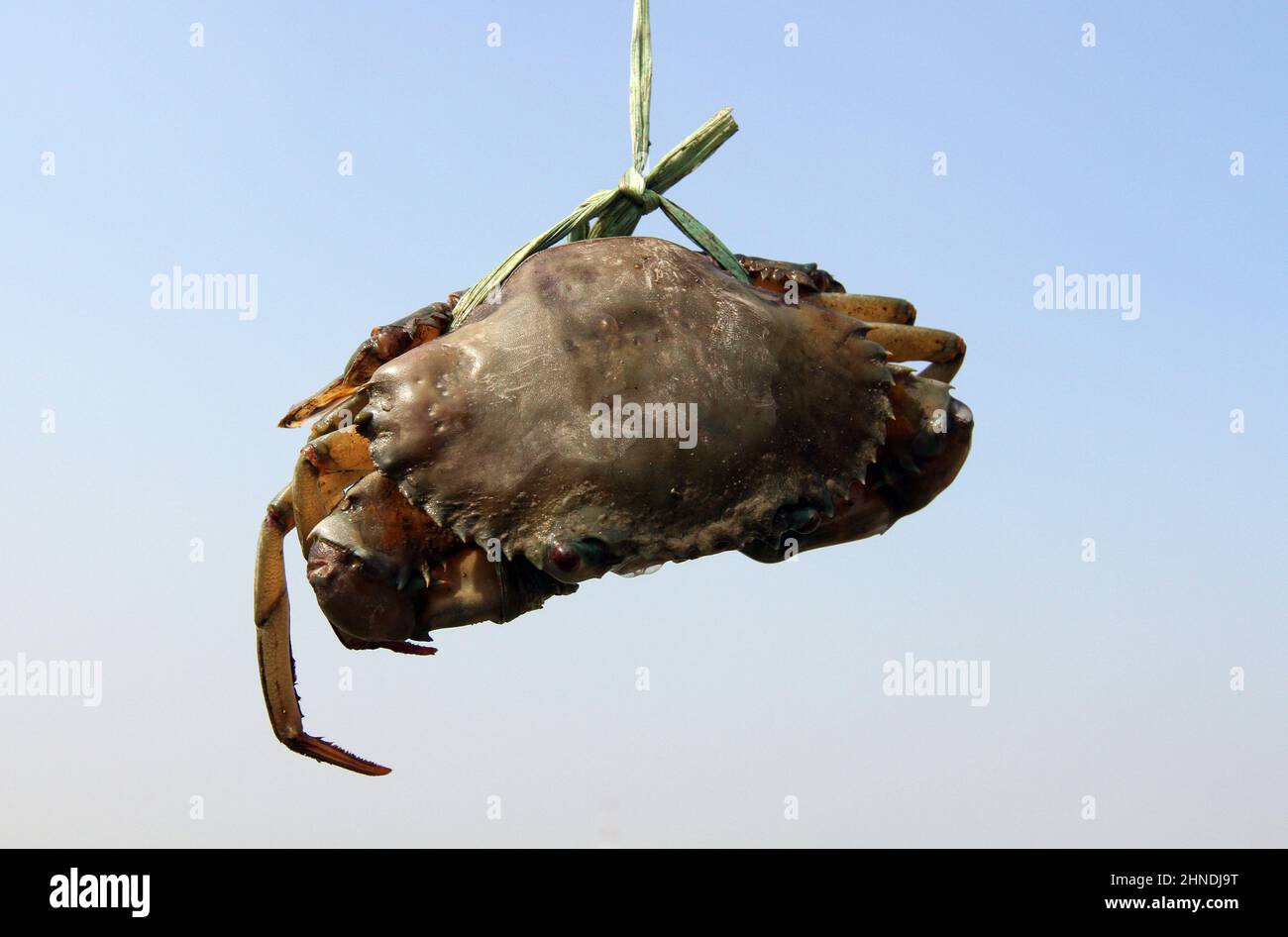 Khulna, Bangladesh - January 10, 2015: Sea Crabs from Bangladesh are exported to China and various European countries. Stock Photo