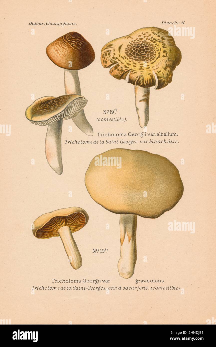 Vintage mushroom illustration of Tricholoma Georgii var. albellum and Tricholoma Georgii var. graveolens. By Leon Dufour, 1891. Stock Photo