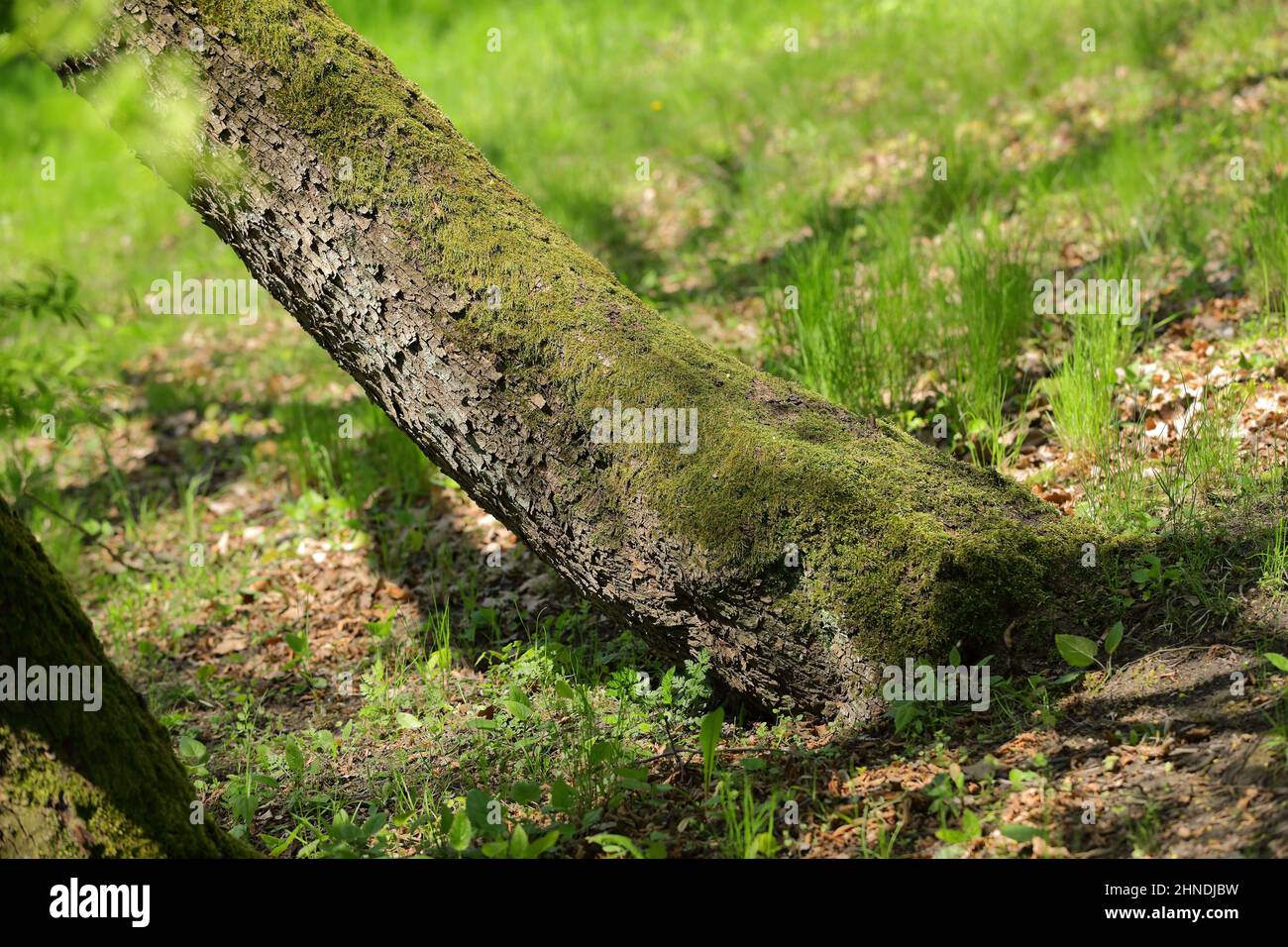An old leaning tree overgrown with moss Stock Photo