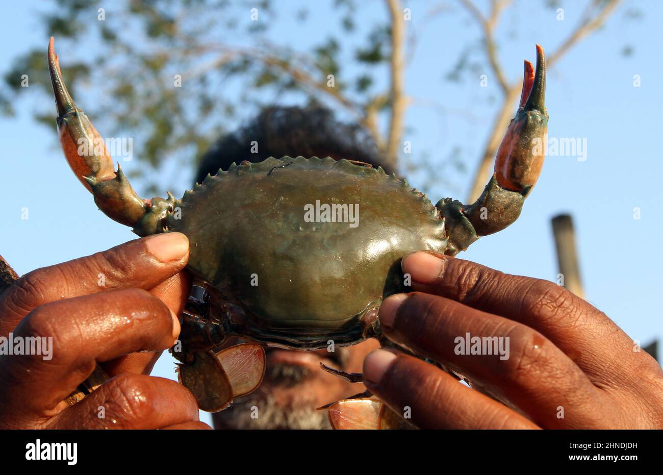 Khulna, Bangladesh - January 10, 2015: Sea Crabs from Bangladesh are exported to China and various European countries. Stock Photo