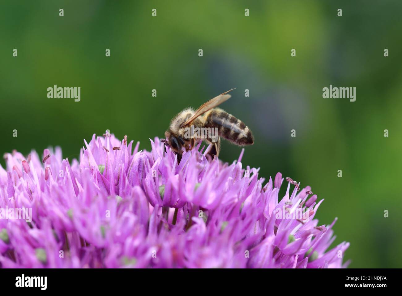 a bee searches for nectar on the flowers of an allium, copy space Stock Photo